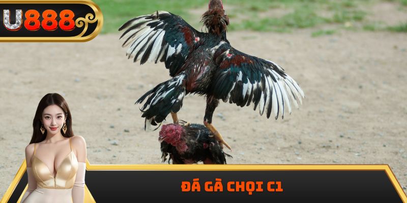 Đá Gà Chọi C1 – Sân Chơi Đỉnh Cao Của Giới Cá Cược Quốc Tế