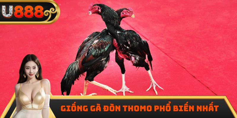 Giống gà đòn Thomo phổ biến nhất